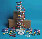 DNA Model Set of 4: 1 assembled - 3 unassembled - and CD