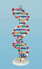 DNA Model - Assembled