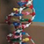 DNA Model (One Model - Unassembled)