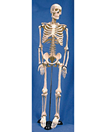 85 cm Human Skeleton Model