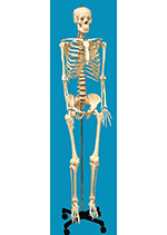 Life-Sized Human Skeleton Model