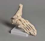 Human Foot Model