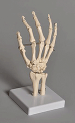 Human Hand Model