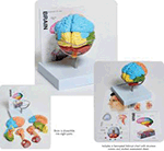 Human Brain Model - 8 -Part