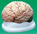 Life-Sized Brain Model