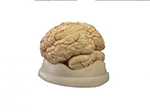 Deluxe Life-Sized Brain Model