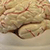 Deluxe Life-Sized Brain Model