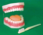 Oral Hygiene Model