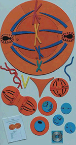 Mitosis Manipulatives Kit with Activity Guide and CD