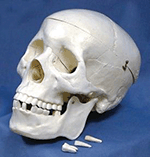 Human Skull Model