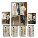 See-through Sally Human Anatomy Display